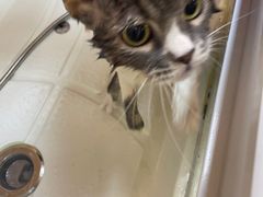 -十年猫舍·猫咪专门店(普陀店)