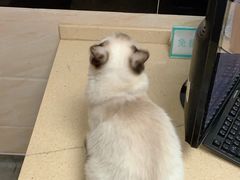 -安安宠医·安宠宠物医院