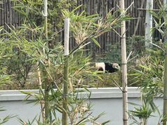 -成都大熊猫繁育研究基地