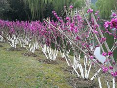 -白塘生态植物园