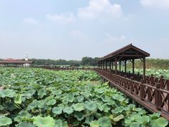 -荷塘月色湿地公园·向阳花洲