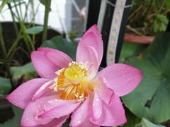 -无名缘米粉(领展购物广场京通店)