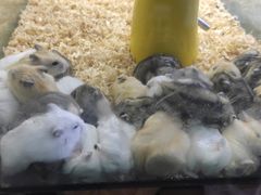 -花鸟鱼虫鲜花绿植市场(玉泉路店)