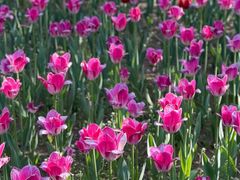 -长春公园(普阳街道)