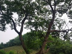 -南京市江宁方山