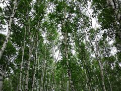 -乌兰布统草原