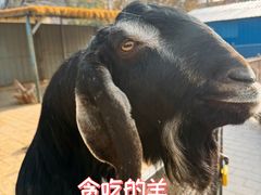 -保定市动物园