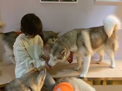 -Husky Go! 哈士奇体验馆·宠物咖啡厅狗咖