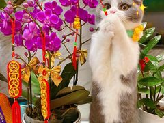 -lincat·猫舍(广州店)