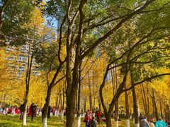 -重庆市江北嘴中央商务区中央公园