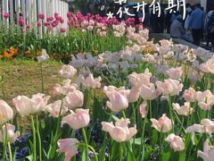 -苏州上方山国家森林公园