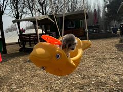 -宠乐会宠物乐园