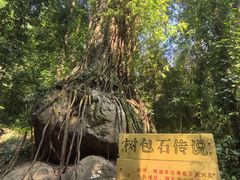 -莫里热带雨林景区
