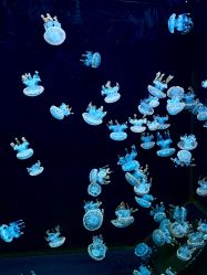 -Zoolung Zoolung动物主题公园(海信广场店)