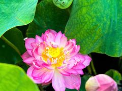 -莲花池公园