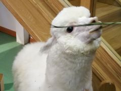 -藦茜花园宠物主题亲子互动体验馆(国顺东路店)