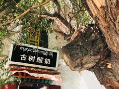 门面-古树酸奶(八廓南街店)