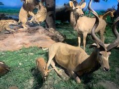 -国家自然博物馆