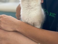 -lincat·猫舍(广州店)