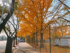 -三里屯东五街银杏大道
