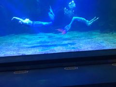 -石家庄海洋公园