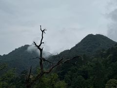 -黑河国家森林公园