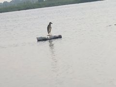 -白洋淀景区