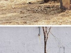 -沈阳森林动物园