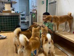 -是阿柴呀！柴犬咖啡·爱喵喵猫咖
