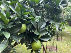 -重庆市奥林匹克体育中心-游泳跳水馆