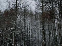 -山王坪喀斯特国家生态公园