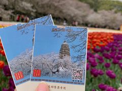 -苏州上方山国家森林公园