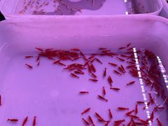 -华声天桥民俗文化园