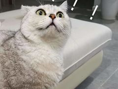 -美联众合动物医院(·中兽医·疑难杂症·严家桥分院)