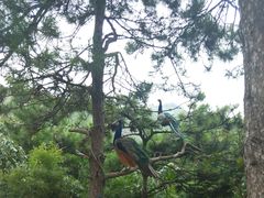 -燕塞湖鸟语林景区