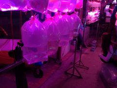 -中环花鸟鱼虫市场