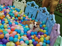 -汪说喵讲宠物乐园宠物酒店(红星美凯龙店)