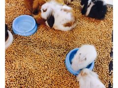 -证大大拇指广场(芳甸路店)