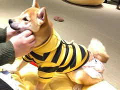 -逗柴咖啡屋·狗咖猫咖宠物桌游