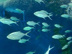 -上海海洋水族馆