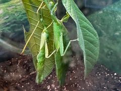 -上海大自然野生昆虫馆