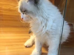 -猫十亿·布偶金渐层·曼基康矮脚猫舍(青年路店)