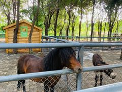 -长白岛森林公园