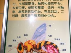 -上海昆虫博物馆