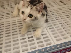 -lincat·猫舍(广州店)