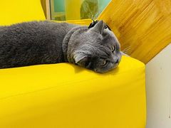 -猫在这儿猫咪咖啡馆·撸猫馆