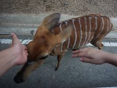 -清迈夜间动物园