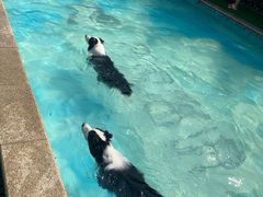 -汪说喵讲宠物乐园宠物酒店(红星美凯龙店)