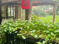 -野蔓果·山野菜(西湖景区·龙井茶田店)