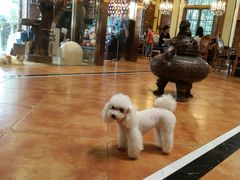 -more than meow吴止猫主题餐厅(承德 中船汇店)